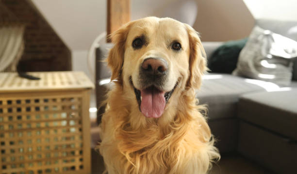 istock Golden retriever dog at home alone 2171205355