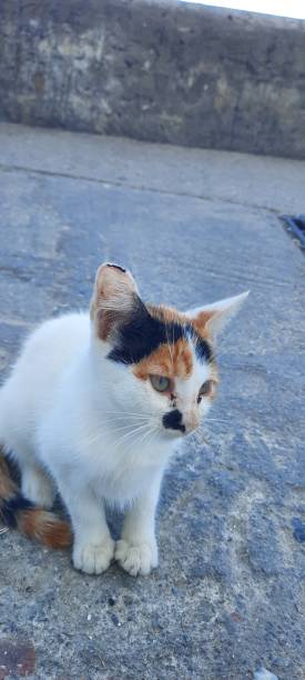 istock Two Beautiful Eyes of a Lovely White Cat. 2171205454
