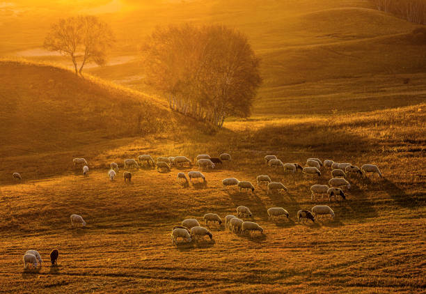 In Inner Mongolia’s Bashang, a flock of sheep grazes peacefully under the golden sunset. A few trees stand quietly on the hill, creating a warm and tranquil autumn scene.
