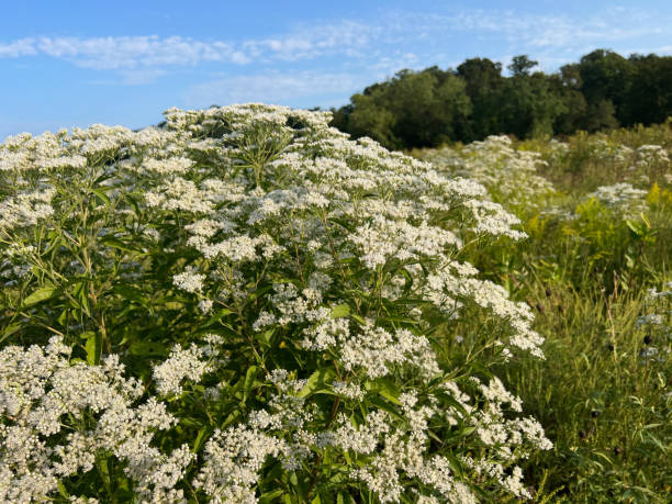 istock Late Boneset Plant in Bloom in Meadow 2171206242