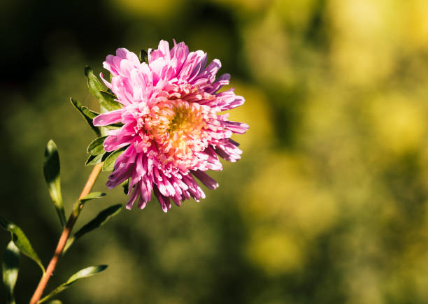 A red aster flower with a yellow center; single flower on blurred yellow-green background; selective focus.