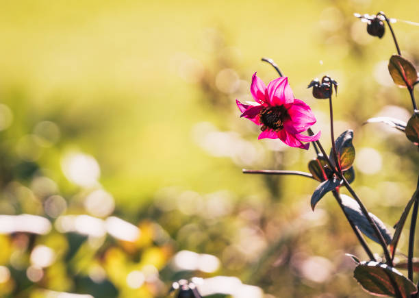Red summer dahlia flowers on blurred background, selected focus.
