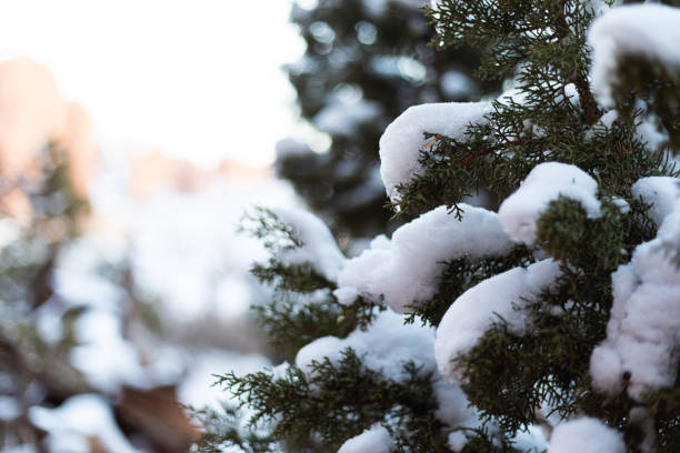 Close up of snow covered desert shrubs in Arches National Park