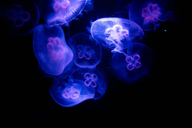 istock Aurelia aurita, moon jellyfish. 2171208228