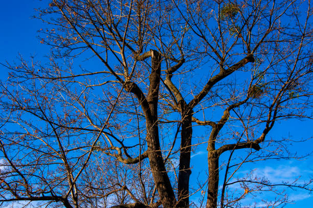 A dry tree against blue sky in the backgound. Concept photo of winter.