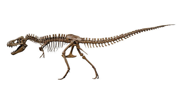 istock Dinosaur skeleton isolated on white background, clipping path 2171210142