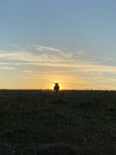 istock Cow on a field at sunset 2171210820