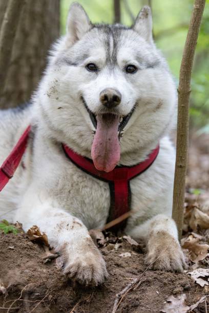 istock A Siberian Husky wearing a harness rests after digging a hole in the forest. 2171211234