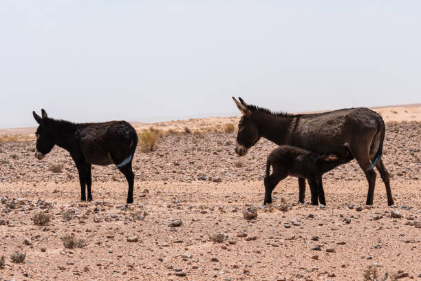 Family of donkeys standing still, waiting for the little donkey to finish suckling the mother's milk. They are in the desert and it is windy
