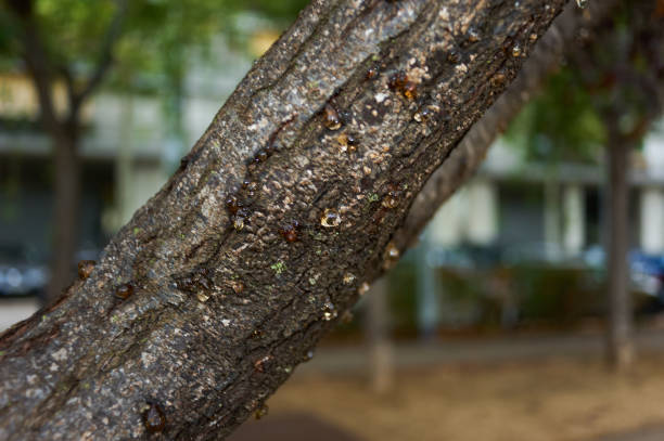 istock Detailed texture of tree with resin 2171213819
