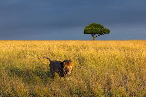 istock The Mighty Kenyan Lion 2171213916