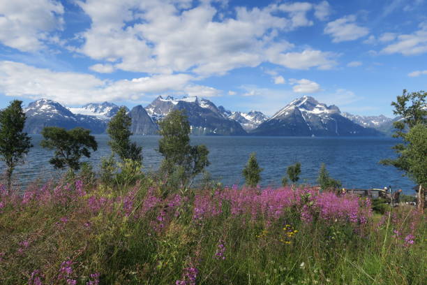 istock Flowers, Fjord and mountains 2171214458