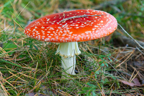 istock Amanita muscaria Pyrenees 2171215055