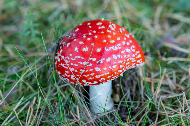 istock Amanita muscaria Pyrenees 2171215264
