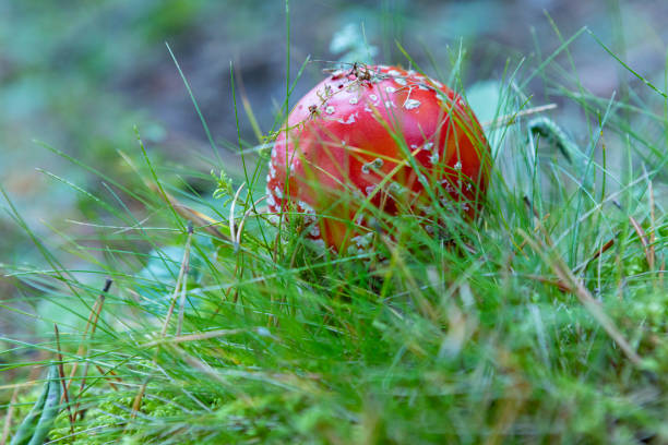 Amanita muscaria, group of different sizes and shapes.