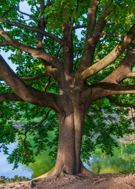 istock Tree with many branches grows on  shore of  city lake. 2171215508