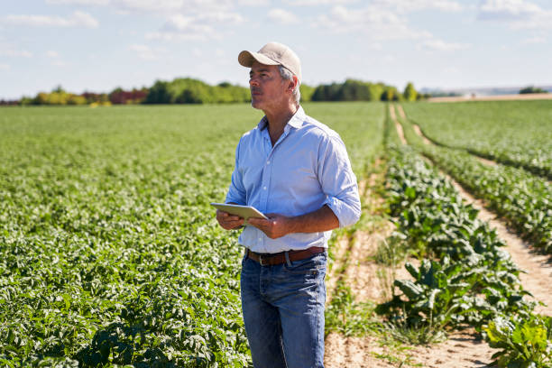 istock Agronomist standing in field examining crop with digital tablet in hand 2171217188