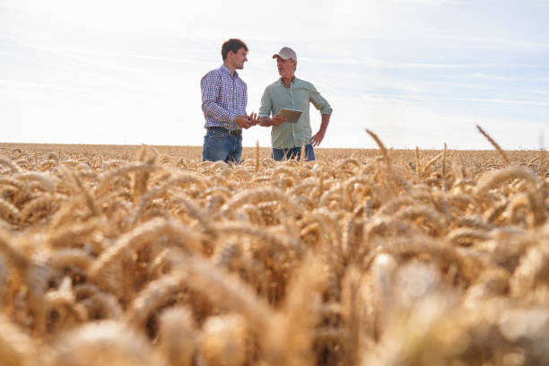 istock Agricultural advisor with digital tablet discussing crop quality and yield with farmer in cultivated field 2171217235