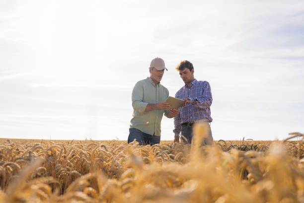 istock Two farmers analyzing crop quality and yield on digital tablet while standing in wheat field 2171217247