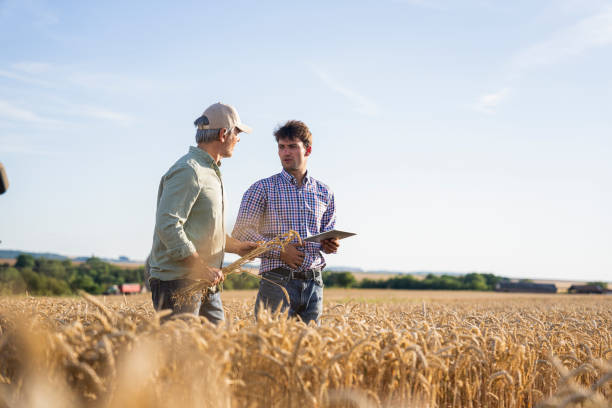 Full-length shot of farmer discussing crop quality matters with agricultural advisor while walking in cultivated wheat field