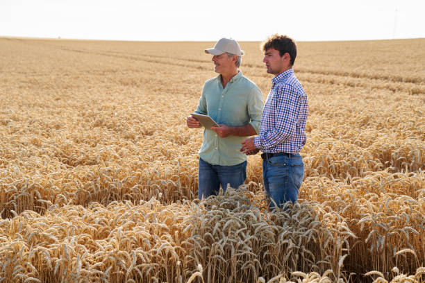 istock Two farmers standing in wheatfield assessing crop quality and yield 2171217267