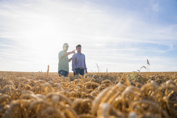 istock Two farmers standing in cultivated wheat field with sun on their backs 2171217285