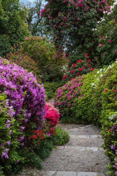 istock A stone pathway through Villa Carlotta Garden on Lake Como, with blooming azaleas in spring, Italy 2171219603