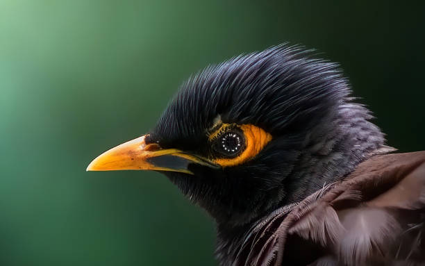 Myna Bird Mynah - Free photo on Pixabay