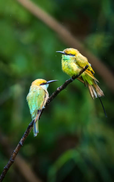 pair of Green Bee-Eaters