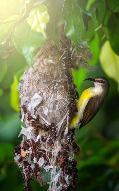 istock Female Purple Rumped Sunbird on her nest 2171220245