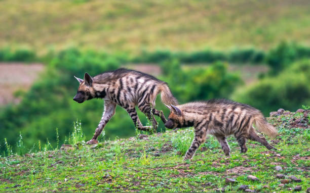 istock A mom and juvenile hyena 2171220247