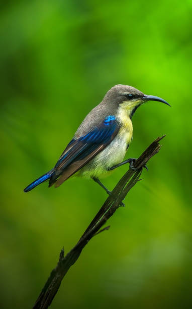 purple sunbird on a branch