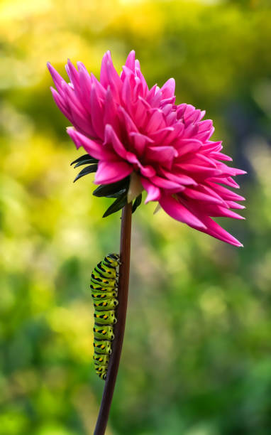 black swallowtail caterpillar on a pink flower