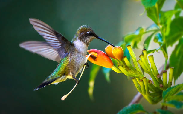 Hummingbird balancing on a stamen