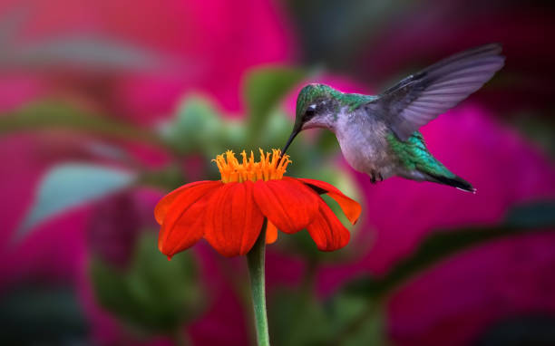 hummingbird sipping nectar and a mexican sunflower
