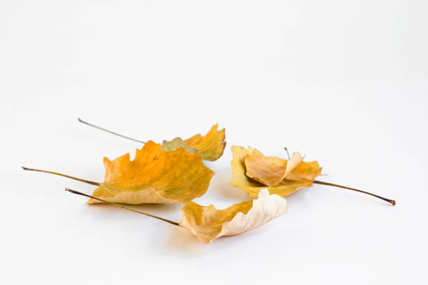 istock Sycamore leaves on white 2171220477