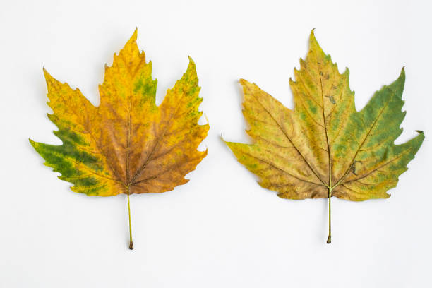 Autumn leaves,of sycamore designed on white background with large copy space.Conceptual image of Autumn.