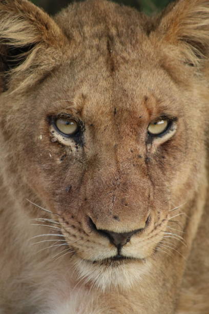 Close up of a lion in the Kruger National Park