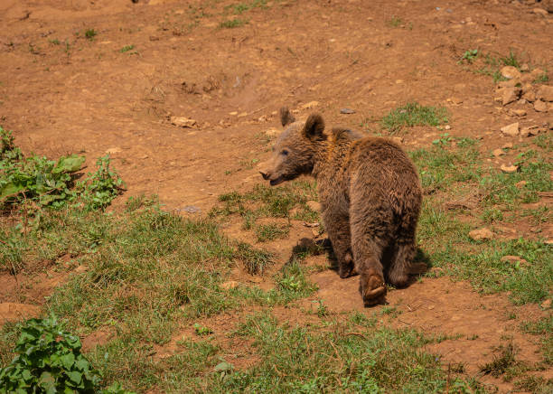 Brown bear ursus arctos cub baby in green spruce forest climbing tree.