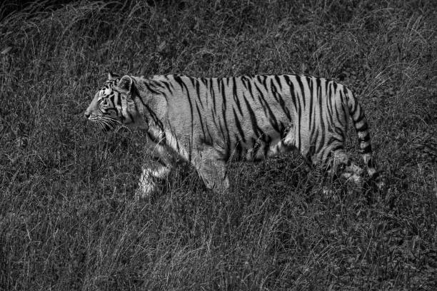 Tiger in zoo