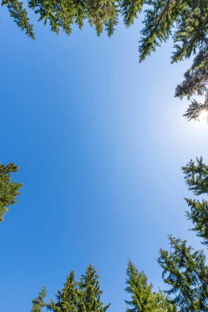 istock looking up to tall pines 2171223772