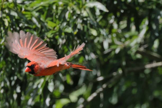 istock Vibrant red cardinal bird in mid-flight against a lush green background 2171224389