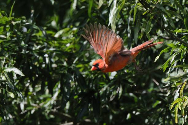 istock Vibrant red cardinal in mid-flight against a lush green backdrop 2171224397