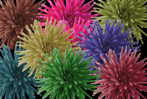 many dahlia flowers on a colored background