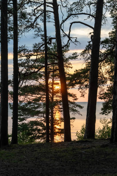 istock A beautiful sunset casts warm light between tall trees by the water 2171225518