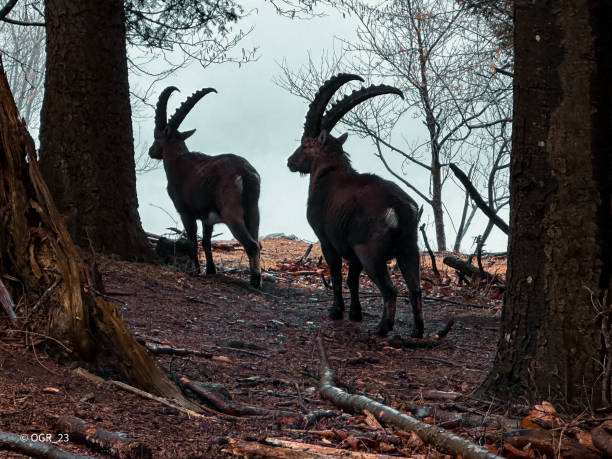 Steinbock