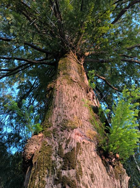 istock Upward view of a tall tree with green foliage 2171229454