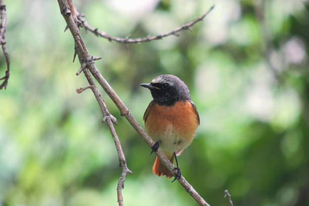istock bird sitting on a branch close-up 2171231657