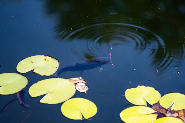 serene pond, a large black carp curiously feasts on a stick, symbolizing nature's oddities and the unexpected interactions within aquatic ecosystems