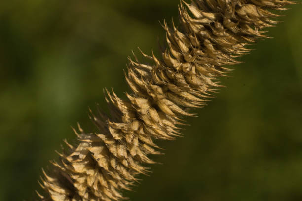 Macro photo of dry seed head of Phleum pratense